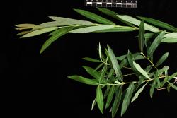 Salix purpurea. Comparison of normal (bottom) and watershoot leaves.
 Image: D. Glenny © Landcare Research 2020 CC BY 4.0